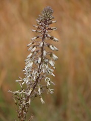 Drimia elata