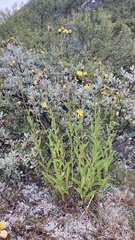 Hieracium umbellatum