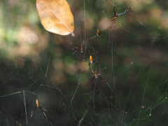 Trichonephila clavipes
