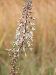 Drimia elata