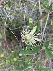 Passiflora affinis