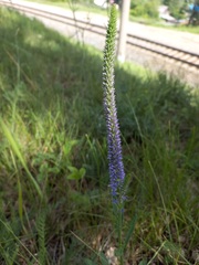 Veronica spicata