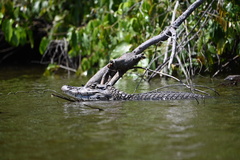 Melanosuchus niger