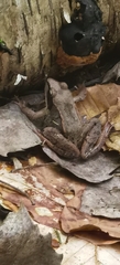 Lithobates sylvaticus image