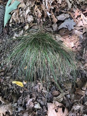 Juncus coriaceus