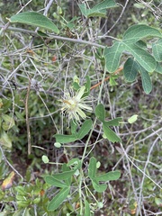 Passiflora affinis