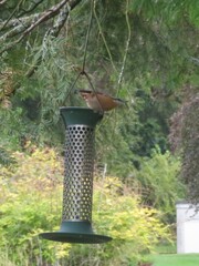 Sitta europaea