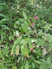 Maianthemum racemosum
