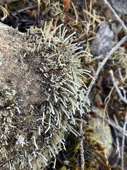 Pilophorus acicularis