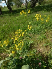 Bupleurum aureum