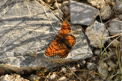 Melitaea varia