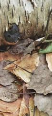 Lithobates sylvaticus image