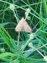 Loxostege sticticalis