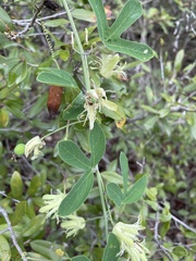 Passiflora affinis