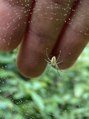 Mangora