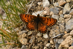 Melitaea varia