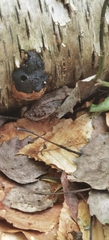 Lithobates sylvaticus image