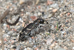 Cicindela tranquebarica