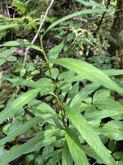 Doellingeria umbellata