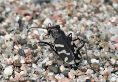 Cicindela tranquebarica