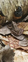 Lithobates sylvaticus image