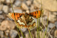 Melitaea varia