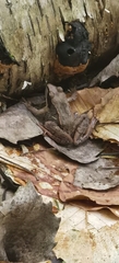 Lithobates sylvaticus image