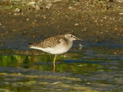 Tringa glareola