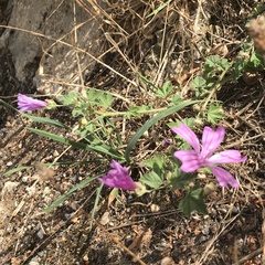 Malva sylvestris