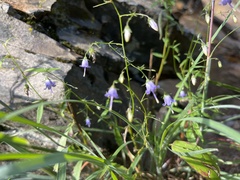 Campanula divaricata