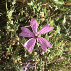 Malva sylvestris
