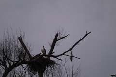 Haliaeetus leucogaster