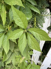 Parthenocissus quinquefolia