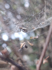 Frontinella pyramitela