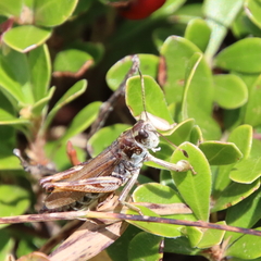 Gomphocerus sibiricus