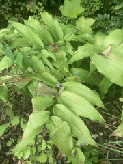 Maianthemum racemosum