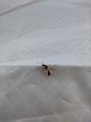 Myrmica