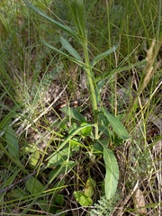 Veronica spicata