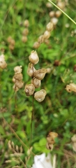 Plantae
