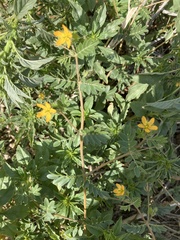 Kallstroemia parviflora