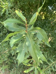 Quercus