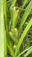 Carex frankii