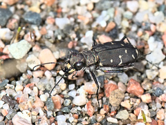 Cicindela duodecimguttata