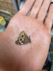 Junonia grisea