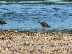 Tringa glareola