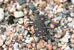 Cicindela duodecimguttata