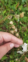 Plantae