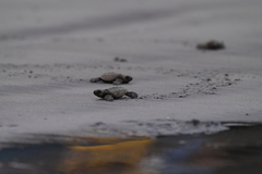 Lepidochelys olivacea