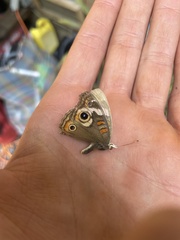 Junonia grisea