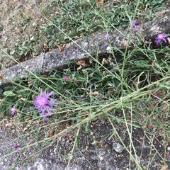 Centaurea jacea